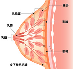 がんを早期発見・早期治療するために